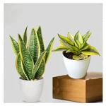 Sansevieria Trifasciata Laurenti & Golden Hahnii Snake Plant Combo Pack With Pot Used For Both Indoor & Outdoor Planting