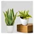Sansevieria Trifasciata Laurenti & Golden Hahnii Snake Plant Combo Pack With Pot Used For Both Indoor & Outdoor Planting