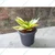 Sansevieria Trifasciata Laurenti & Golden Hahnii Snake Plant Combo Pack With Pot Used For Both Indoor & Outdoor Planting
