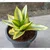 Sansevieria Trifasciata Laurenti & Golden Hahnii Snake Plant Combo Pack With Pot Used For Both Indoor & Outdoor Planting