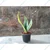 Sansevieria Trifasciata Laurenti & Golden Hahnii Snake Plant Combo Pack With Pot Used For Both Indoor & Outdoor Planting