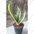 Sansevieria Trifasciata Laurenti & Golden Hahnii Snake Plant Combo Pack With Pot Used For Both Indoor & Outdoor Planting