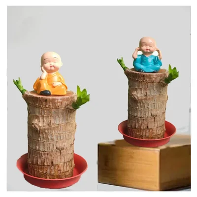 Brazilian Lucky Wood Plant For Indoor Planting & Decoration (Pack Of 2)