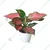Red Valentine Aglaonema Plant For Indoor Planting & Decoration With Pot (Pack Of 2)
