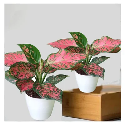 Red Valentine Aglaonema Plant For Indoor Planting & Decoration With Pot (Pack Of 2)