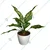 Snow White Aglaonema Plant For Indoor Planting & Decoration With Pot (Pack Of 2)