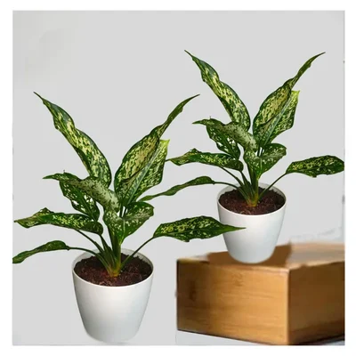 Snow White Aglaonema Plant For Indoor Planting & Decoration With Pot (Pack Of 2)
