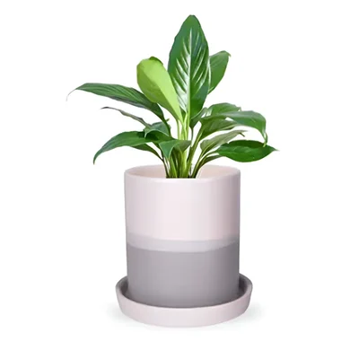 Ecofynd Grey & White Ceramic Plant Pots - 1 Pot | Used for Home and Garden Decor