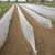 High Quality 2.1 x 400 meter Crop Protection Cover | Ideal for Agricultural and Gardening Purposes(GSM-17)