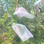 High Quality 17 GSM 500pcs of 7x7inch cover Fruit Protection Cover