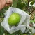 High Quality 17 GSM 200 meter x 7 inch Fruit Protection Cover