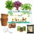 Ecofynd GROWKIT006-103 3 in 1 DIY Grow Kits - Red Amaranth, Spinach & Coriander, Gardening Kit For Home And Garden