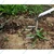 2 in 1 Culti-Weeder, Hand Weeder (Manual) with 4.5 Feet Handle (Pack Of 4)