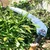 Falcon FSWH-3035 Heavy Duty Steel Scythe with Long Handle for Grass & Crop Cutting