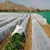 High Quality 25 GSM, 2.1 x 400 meter Crop Protection Cover | Ideal for Agricultural and Gardening Purposes