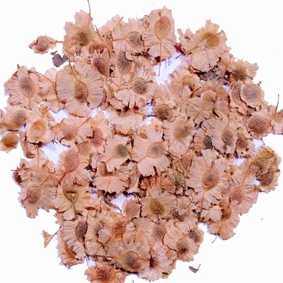 Holoptelea Integrifolia (Indian elm / jungle cork tree / Aavu maram) Tree Seeds 100G