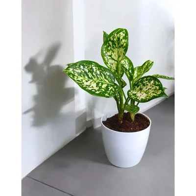 Anjuman White Aglaonema Plant For Indoor Planting & Decoration With Pot