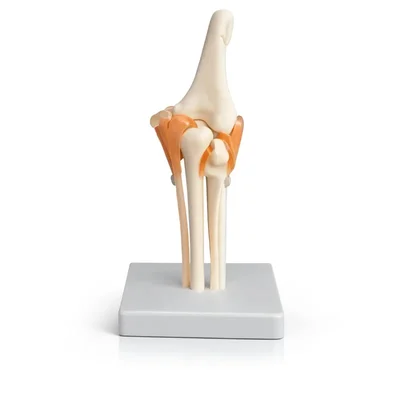 ConXport Flexible Functional Anatomical Human Elbow Joint Flexible Ligaments Motion Demonstration Lab Education