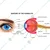 SBT Instruments Educational Human Eye Model, Ideal for Biology Teachers and Medical Learning
