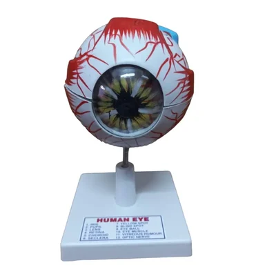 SBT Instruments Educational Human Eye Model, Ideal for Biology Teachers and Medical Learning