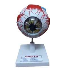 SBT Instruments Educational Human Eye Model, Ideal for Biology Teachers and Medical Learning