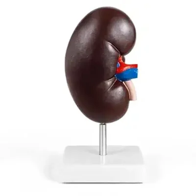 ConXport Life-Size 2-Part Human Anatomical Kidney Model for Lab Classroom Medical Education Removable Cross Section