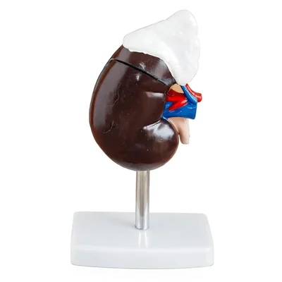 ConXport Life-Size Human Kidney & Adrenal Gland Cross-Section Model for Medical Biology Lab & Patient Education