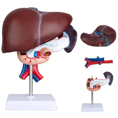 ConXport Life-Size Human Liver Pancreas Duodenum Anatomy Model with Gallbladder & Bile Ducts for Medical Education