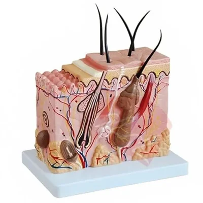 ConXport 70X Enlarged 3D Human Skin Anatomy Block Cross-Section Model with Hair Follicle, Sweat & Sebaceous Glands