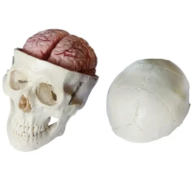 ConXport Life-Size Human Skull with 8-Part Brain Anatomical Teaching Model for Medical Lab Education
