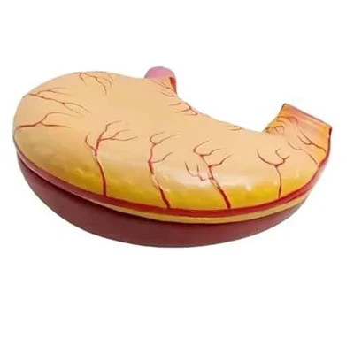 ConXport Life-Size Human Stomach Model Internal Structure Anatomy Teaching