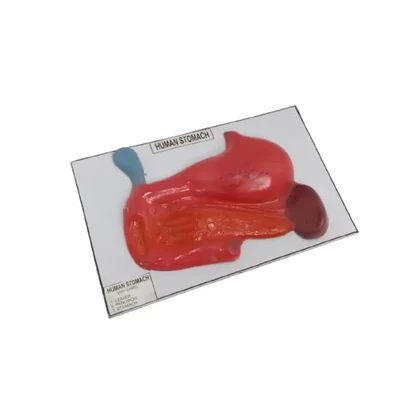 Akivin Human Stomach Digestion Model Gastric Acid Enzymes Mucus Lining