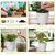 Ecofynd GROWKIT011 DIY Grow Kit for Cherry Tomato DIY Easy Grow Kit for Home and Garden Beginner Gardening Set 