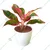 Lipstick Aglaonema Plant For Indoor Planting & Decoration With Pot