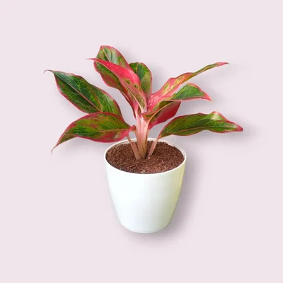 Lipstick Aglaonema Plant For Indoor Planting & Decoration With Pot