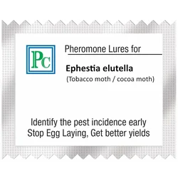 20 Pcs Insect Lures Tobacco Moth, Cocoa Moth (Ephestia elutella)
