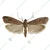 20 Pcs Insect Lures Tobacco Moth, Cocoa Moth (Ephestia elutella)