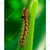 20 Pcs Insect Lures Tobacco Moth, Cocoa Moth (Ephestia elutella)