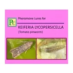 20 Pcs Insect Lures For Tomato Pinworm (Keiferia lycopersicella)