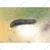 20 Pcs Insect Lures For Tomato Pinworm (Keiferia lycopersicella)