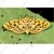 20 Pcs Insect Lures for Yellow Peach Moth (Conogethes Punctiferalis)