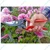 AGT Garden Tools Combo Kit of a 2 inch Khurpi, a Heavy-Duty Pruning Shears and a Big Hand Trowel (3 Tools)