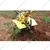 Kisankraft KK-IC-255D, 5 HP Diesel Power Weeder / Intercultivator For Agriculture