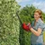 Wolf Garten Electric Hedge Trimmer With 400 watt 45 cm Bar Length | LYCOS E/420 H 