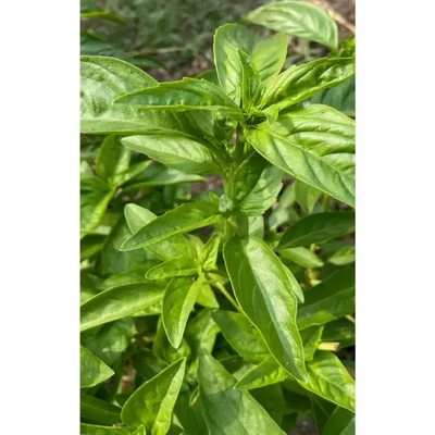 GEBDINSH GARDEN Organic Italian Large Leaf Basil Seeds 30-40 Seeds Per Packet for Balcony Garden