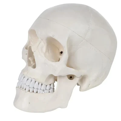ConXport Life-Size Human Skull Model Detachable Skull Cap Articulated Jaw for Medical Education Dental Anatomy Training