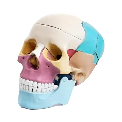 ConXport Life Size Human Skull Model Color Coded Bones Movable Jaw Medical Study Anatomical Teaching Aid