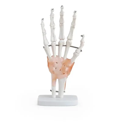 ConXport Life-Size Hand Wrist Joint with Ligaments Flexible Anatomical Study Orthopedic Nursing Training Aid