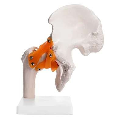 ConXport Life-Size Flexible Hip Joint Model with Ligaments for Medical Education Articulated Human Anatomy