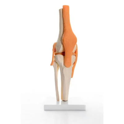 ConXport Life-Size Flexible Human Knee Joint Model with Ligaments Meniscus Patella Orthopedic Biomechanics Training